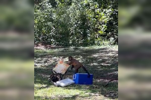 Imagem colorida de macaco vasculhando pertences de frequentadores de parque