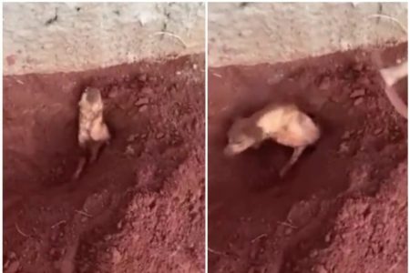 Imagem mostra cachorro que foi enterrado vivo por idosa sendo resgatado - Metrópoles