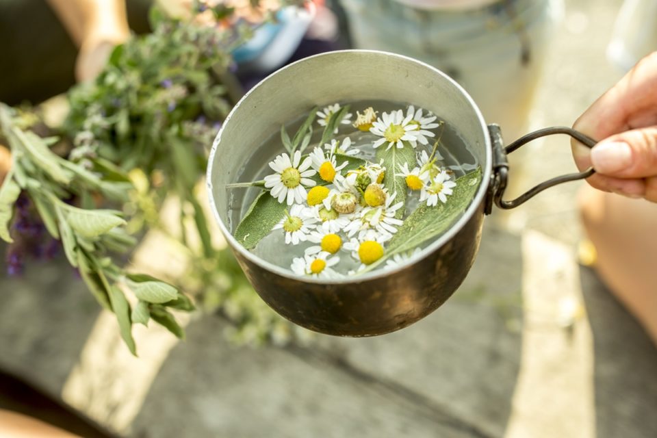 Uma mão segura uma panelinha com chá e por cima flores de camomila