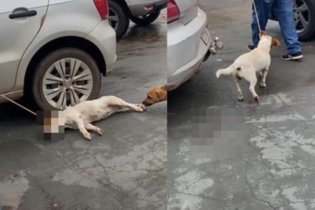 Imagem colorida mostra momento em que Ex-vereador maltrata cadela em MT - Metrópoles