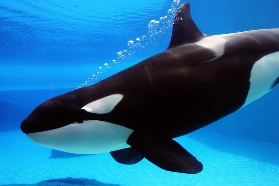 Na foto, uma baeila orca em um tanque - Metrópoles