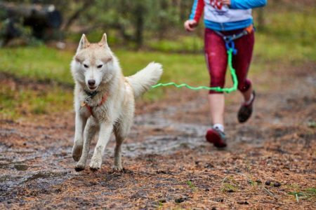 Imagem mostra cachorro correndo conectado a mulher. Na frança, três cachorros foram envenenados - Metrópoles