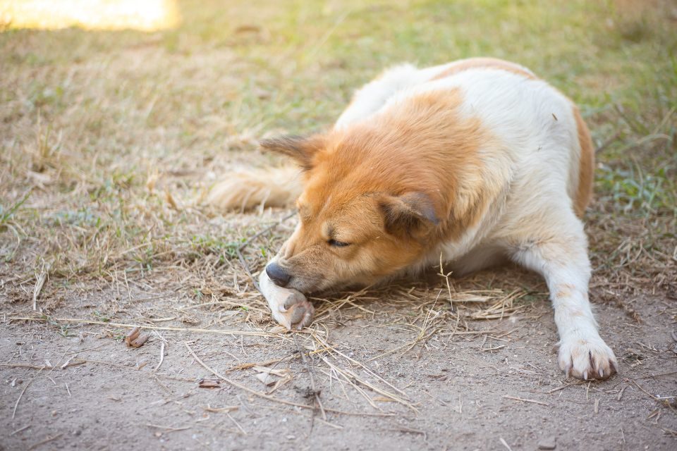 Cachorro se coçando