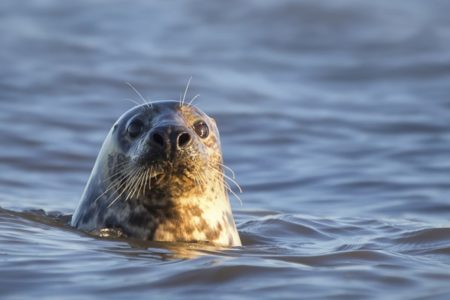 Imagem colorida: Foca no mar - Metrópoles