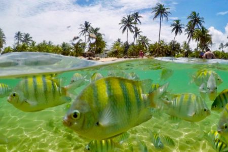 Peixes no mar com coqueiros ao fundo - metrópoles