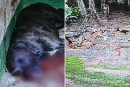 goias cachorro ataca idosa apos queda de muro