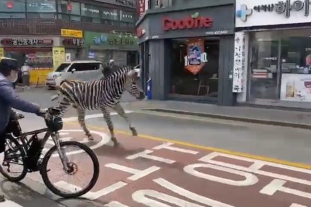 Foto colorida de uma zebra correndo pelas ruas de Seul, Coreia do Sul, e um homem segurando uma bicicleta (a esquerda) - Metrópoles