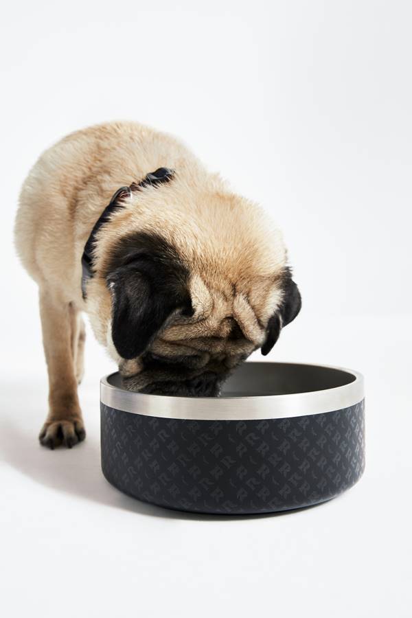 Pug bebendo água em bebedouro da Petlove + Reserva - Metrópoles