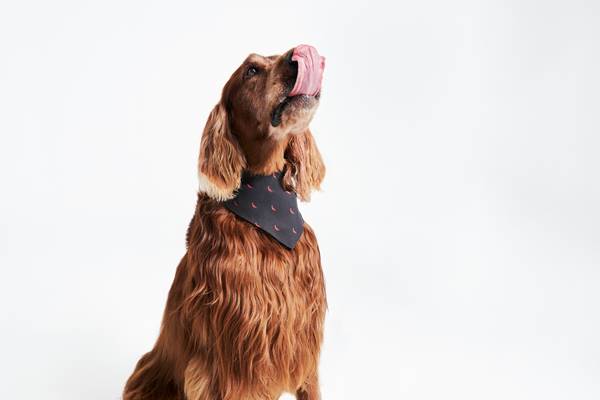 Cachorro cavalier com bandana no pescoço - Metrópoles