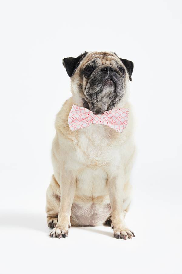 Pug com gravata borboleta - Metrópoles