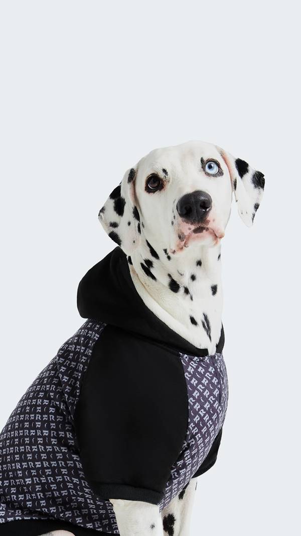 Cachorro dálmata usa moletom da Reserva com a Petlove - Metrópoles