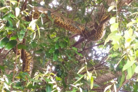 Sucuri pendurada em galhos de árvore em Goiatuba (GO) - Metrópoles