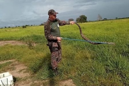 Policial militar ambiental segura jibóia no Mato Grosso do Sul - Metrópoles