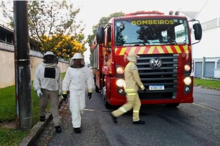 Imagem colorida: bombeiros atendem chamado com abelhas - Metrópoles