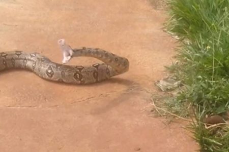 Imagem mostra momento em que homem filma cobra e quase leva um bote - Metrópoles