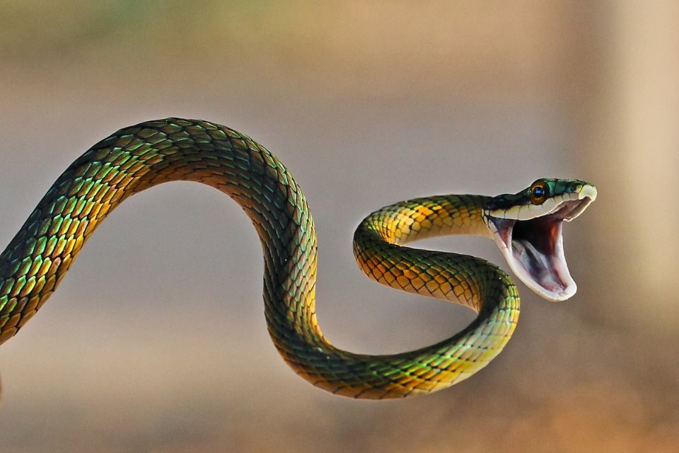 Foto de uma cobra em fundo colorido - Metrópoes