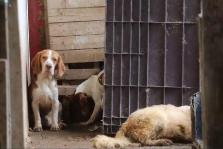 Imagem colorida de cachorros vítimas de maus-tratos