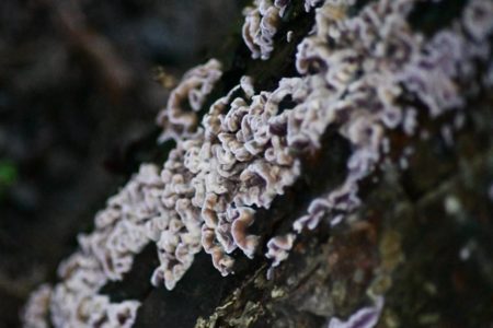 Foto de fungos crescendo e danificando vegetação