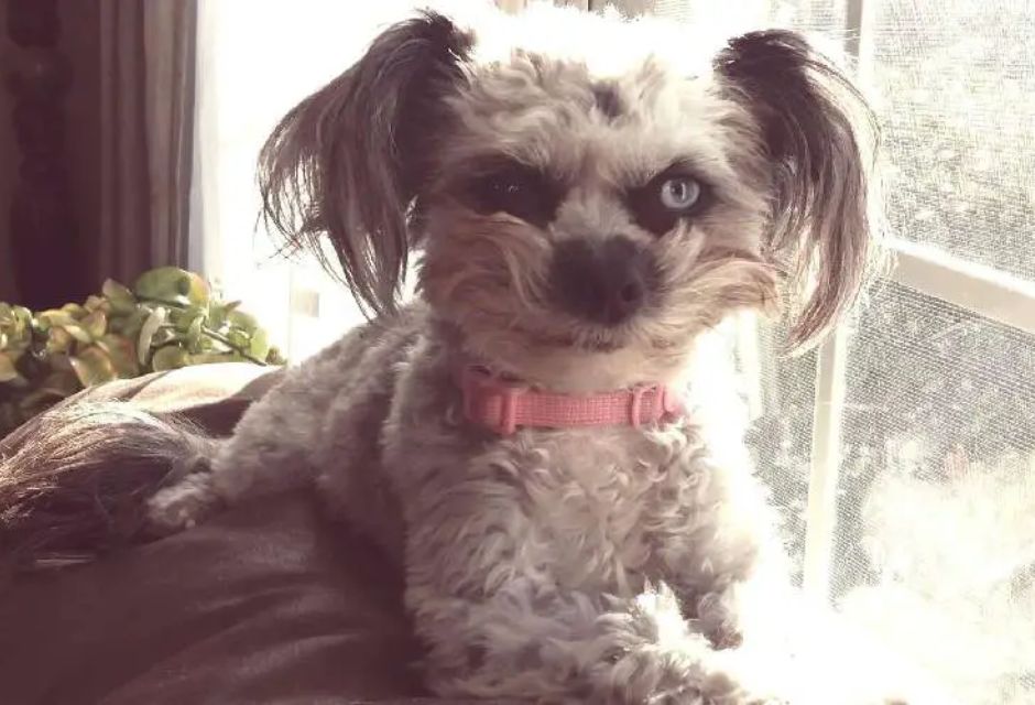 Cachorro com heterocromia de pelo branco - metrópoles