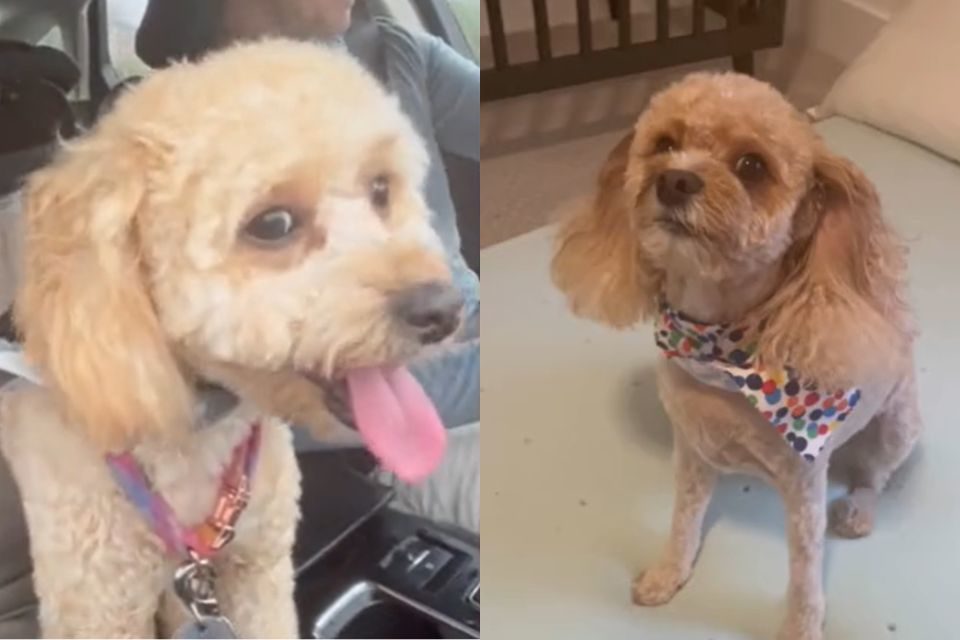 Cachorros da raças poodle