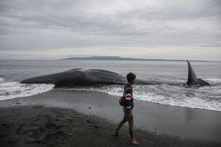 Foto colorida de baleia encalacrada na de Bali, na Indonésia, por suspeita de ingestão de plástico - Metrópoles