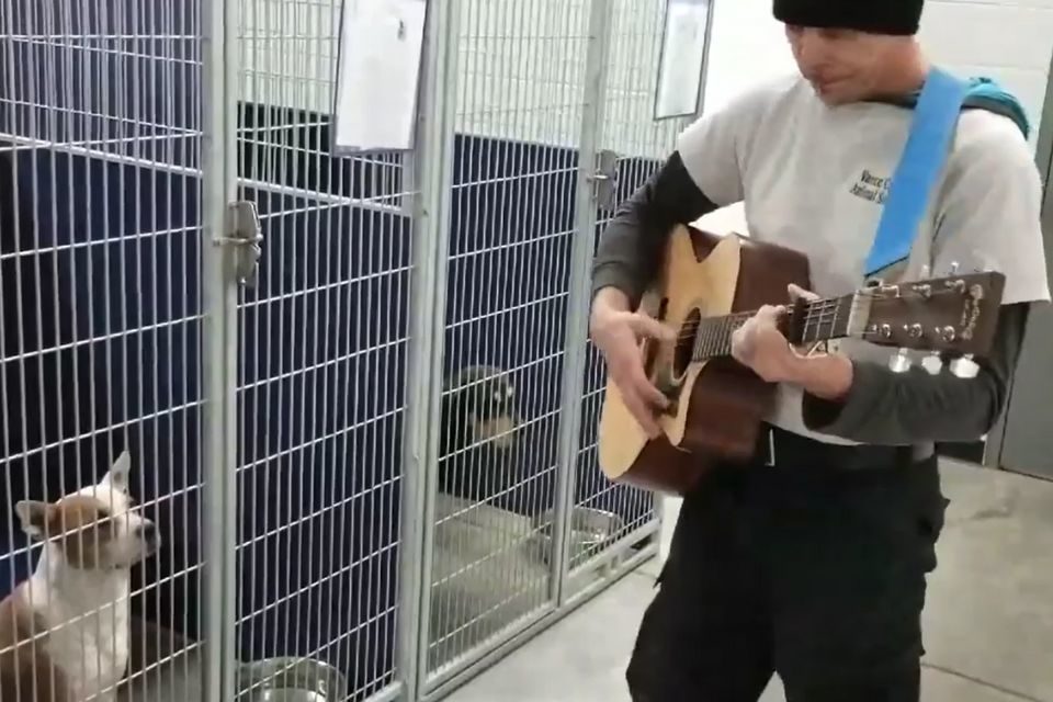 Homem canta e toca para acalmar cães em abrigo