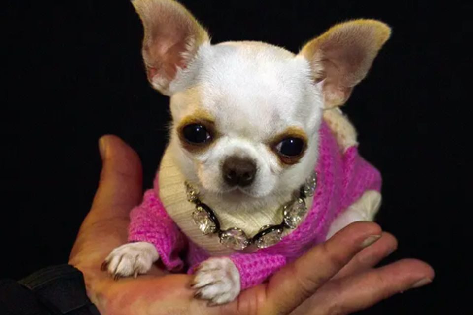 Chihuahua