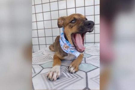 Imagem colorida de cachorro que teria sido abandonado