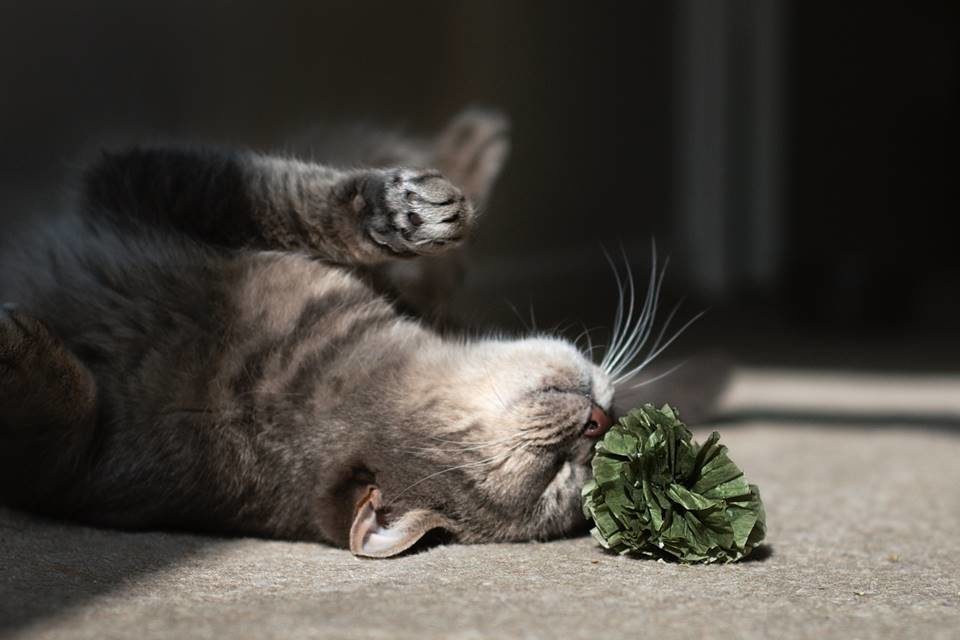 Na foto, um gato deitado no chão - Metrópoles