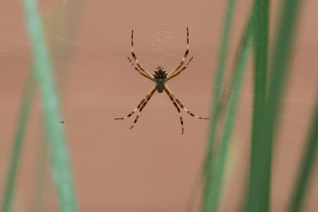 Aranha encontrada no condomínio que Nicole mora