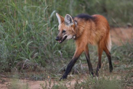 Lobo-guará anda por área de mata. Usa um colar