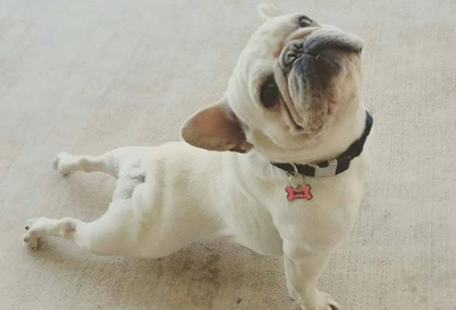 Cachorrinho fazendo yoga