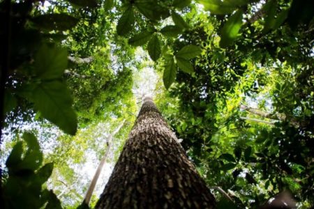 Imagem colorida de árvore na Floresta Amazônica - Metrópoles