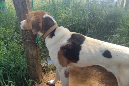 goias cachorro ferido e amarrado