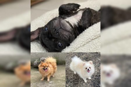 Foto colorida de três cães roubados em Alagoas - Metrópoles