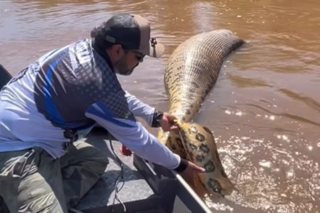 Pescador (a esquerda) encontra sucuri morta boiando no Rio Dourados em MS - Metrópoles