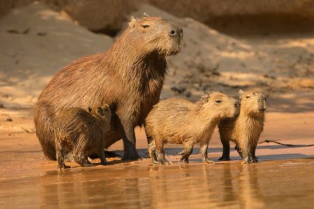 Foto colorida de capivaras na beira de rio