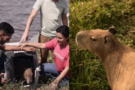 Capivara Filo é devolvida ao habitar natural, após disputa entre Agenor Tupinambá e o Ibama Metropoles