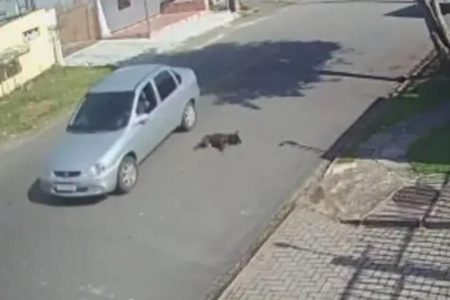 Imagem mostra o momento em que um cachorro é atropelado em o motorista abandona o local - Metrópoles