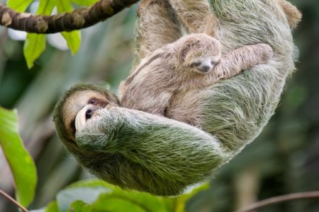 Preguiça-de-garganta-marrom carrega seu bebê pendurado em uma árvore, Costa Rica - Metrópoles