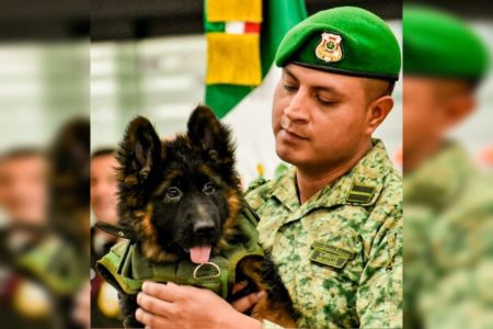 Foto colorida de cachorro doado pela Turquia ao México - Metrópoles