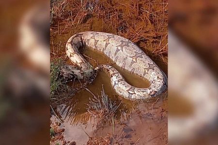 goias cobra encontrada praça