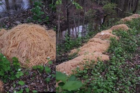 Imagem mostra pilhas de macarrão encontradas na beira de rio nos Estados Unidos - Metrópoles