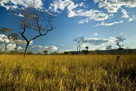 Foto colorida de desmatamento no Cerrado - Metrópoles