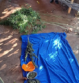 Maconha apreendida pela PM em Palmeira d'Oeste (SP)