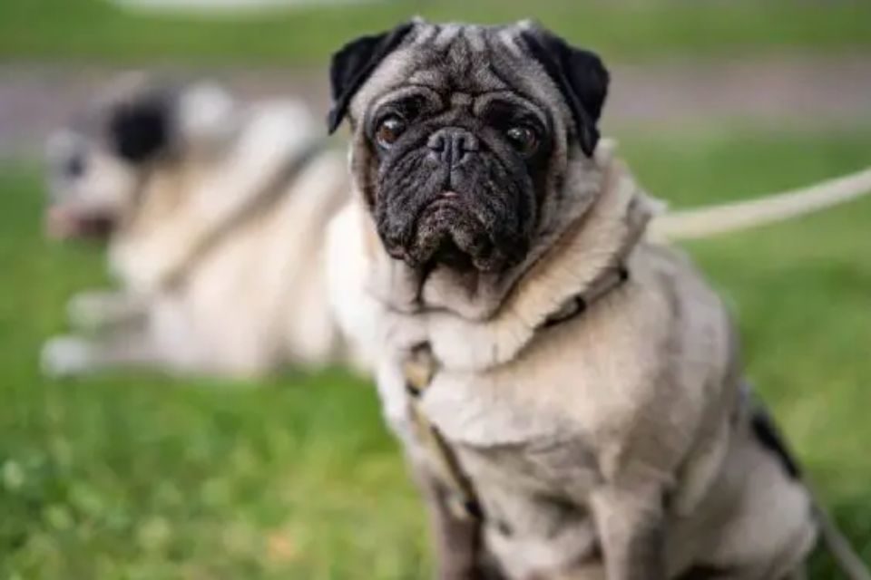 Cachorro Pug branco com preto - metropoles