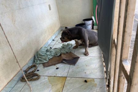 Cachorro vítima de maus-tratos no DF