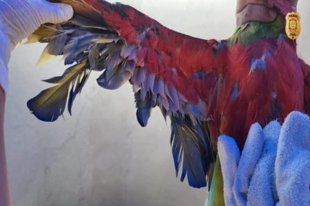 Arara vermelha resgatada no Lago Sul