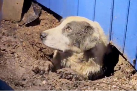 Imagem mostra um cachorro resgatado por uma equipe da ABC News após um tornado - Metrópoles