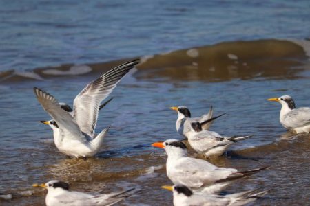 Foto colorida de aves da espécie Thalasseus acuflavidus - Metrópoles